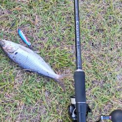 夕マヅメにコノシロの群れ