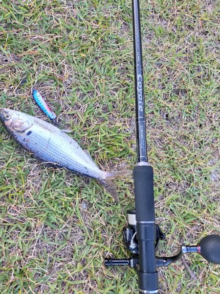 夕マヅメにコノシロの群れ