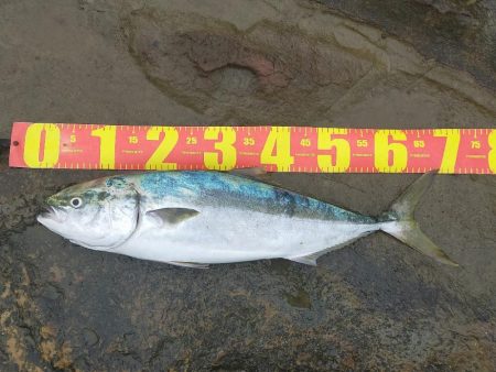 メジロ（ワラサ）今期青物始まりました