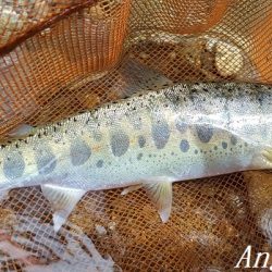 雨後の増水でビッグサイズ登場!