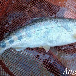 ド渇水の引原川