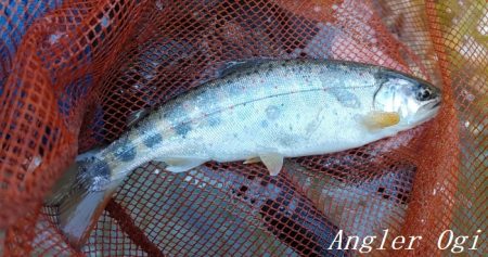 ド渇水の引原川