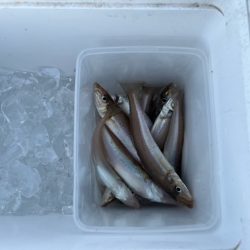 地元の釣り場を探ってみました