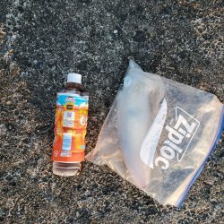 春アオリイカ狙い