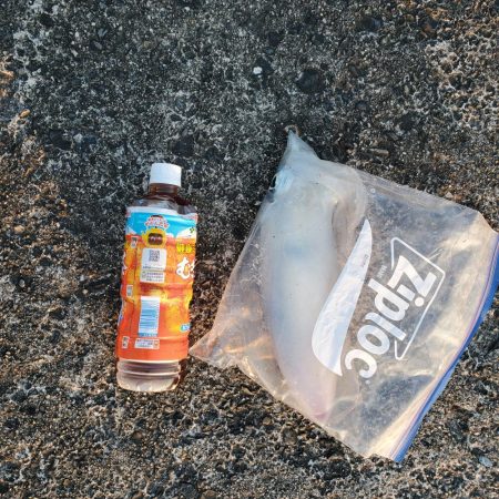 春アオリイカ狙い