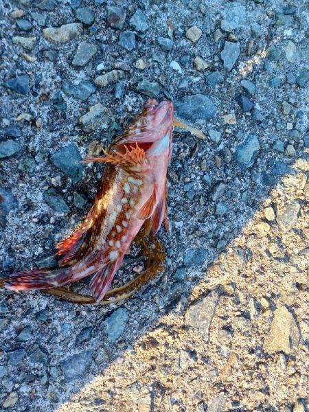 アジ探し@下津周辺