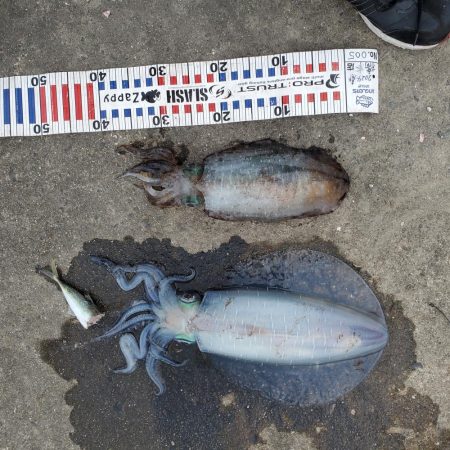 春アオリイカ狙い