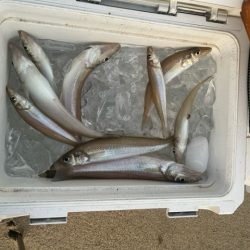 夕方の短時間釣行でしたが釣れました