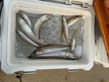 夕方の短時間釣行でしたが釣れました