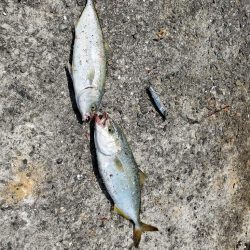 壁沿いシーバス