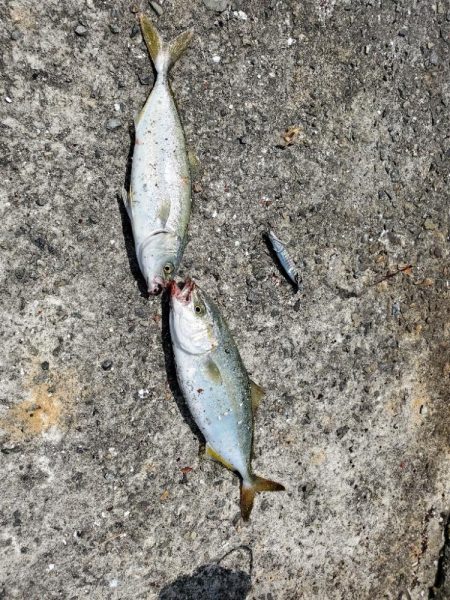 壁沿いシーバス