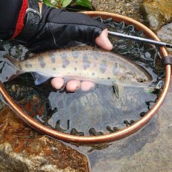 大荒れ続きで雨あとに期待