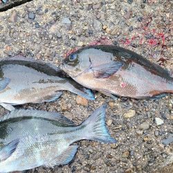 和歌山市江(吉丸渡船)でグレ釣り