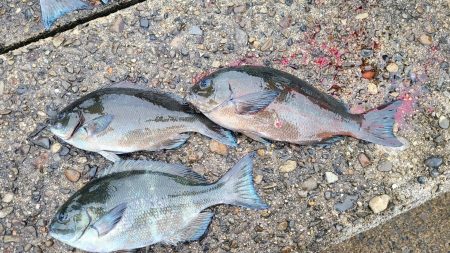 和歌山市江（吉丸渡船）でグレ釣り