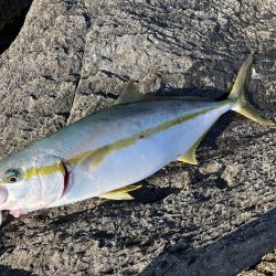 今年になっての青物初釣果