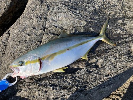 今年になっての青物初釣果