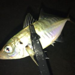 久々のアジング