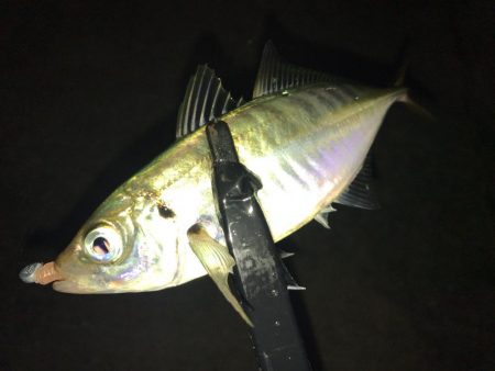 久々のアジング