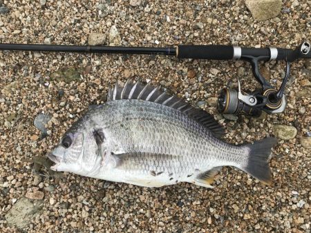 シャローでキビレ連発