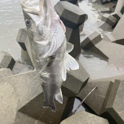 筑後川でランカーシーバス