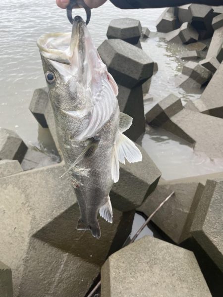 筑後川でランカーシーバス