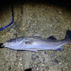 今日に限ってメジャー忘れた…