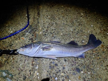 今日に限ってメジャー忘れた…