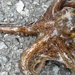 でかタコは何処へ～？