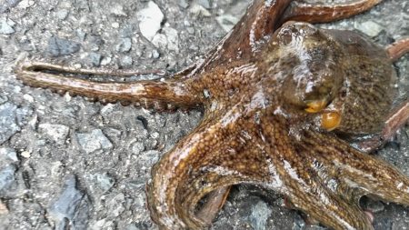 でかタコは何処へ～？