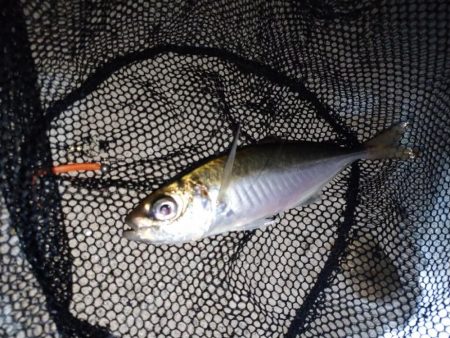 久々にアジ発見