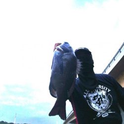 今季初チヌトップ