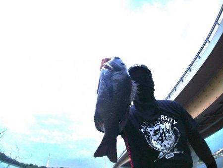 今季初チヌトップ