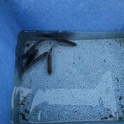 大和川水系でタナゴ釣り