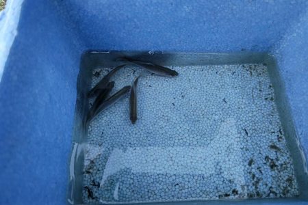 大和川水系でタナゴ釣り