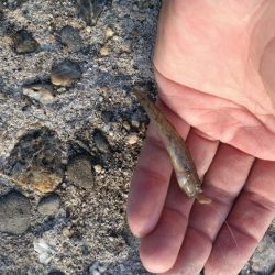 遠投キス投げ釣り