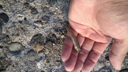 遠投キス投げ釣り