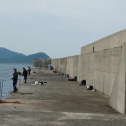 小浦一文字でハマチ