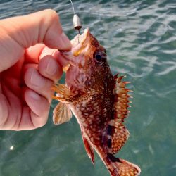 ボートエギング＆ロックフィッシュ