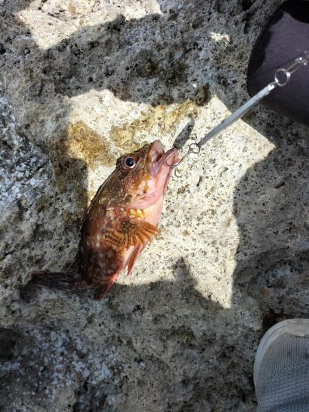 地磯へ行くも、、