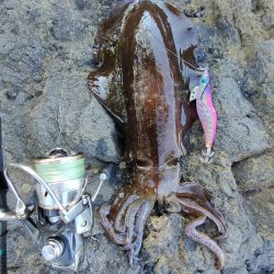 アオリイカ２杯