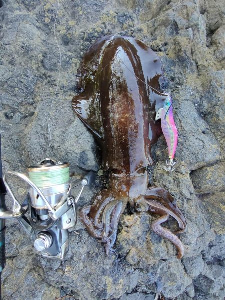 アオリイカ２杯