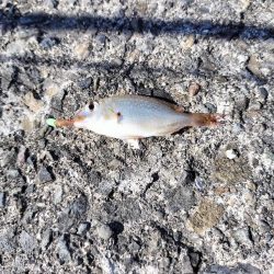 片男波にてちょい投げ