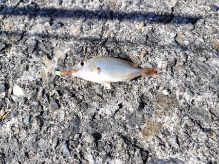 片男波にてちょい投げ