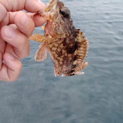 エギング&ロックフィッシュゲーム