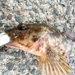 ちょこっとロックフィッシング