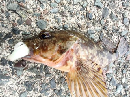 ちょこっとロックフィッシング