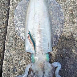 #アオリイカ　2.380Kg  1.1kg