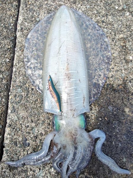 #アオリイカ　2.380Kg  1.1kg