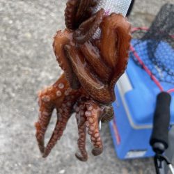 タコ ランガン不発