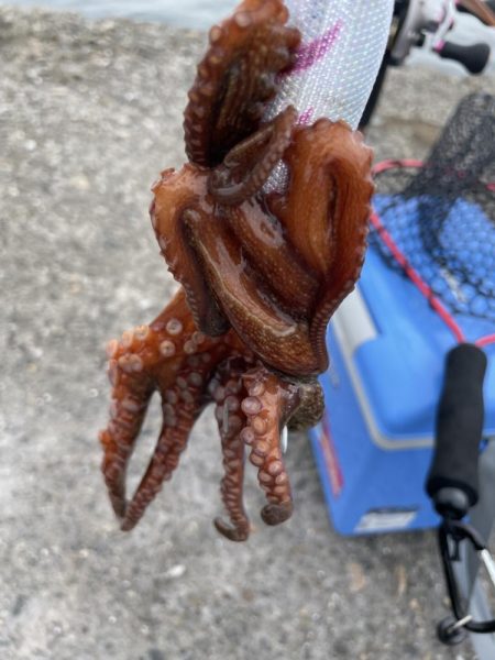 タコ　ランガン不発